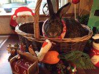Hop Inn Easter Bunny
