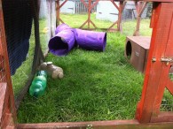 How to keep your rabbits cool