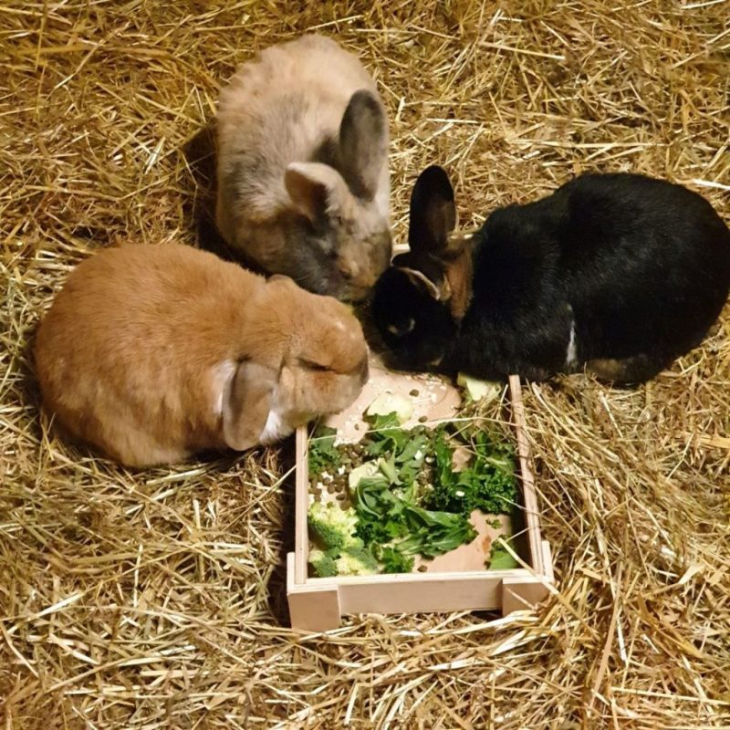 Forage box tray for rabbits and small animals for indoor or outdoor