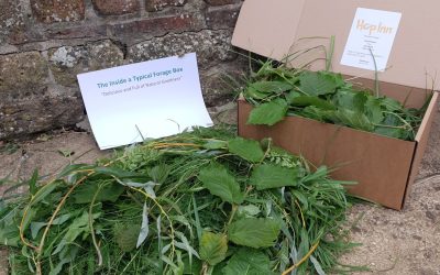 Fresh Forage for Rabbits and Guinea Pigs – Picked, Packed and Delivered to Your Door – Forage is Back on the Menu