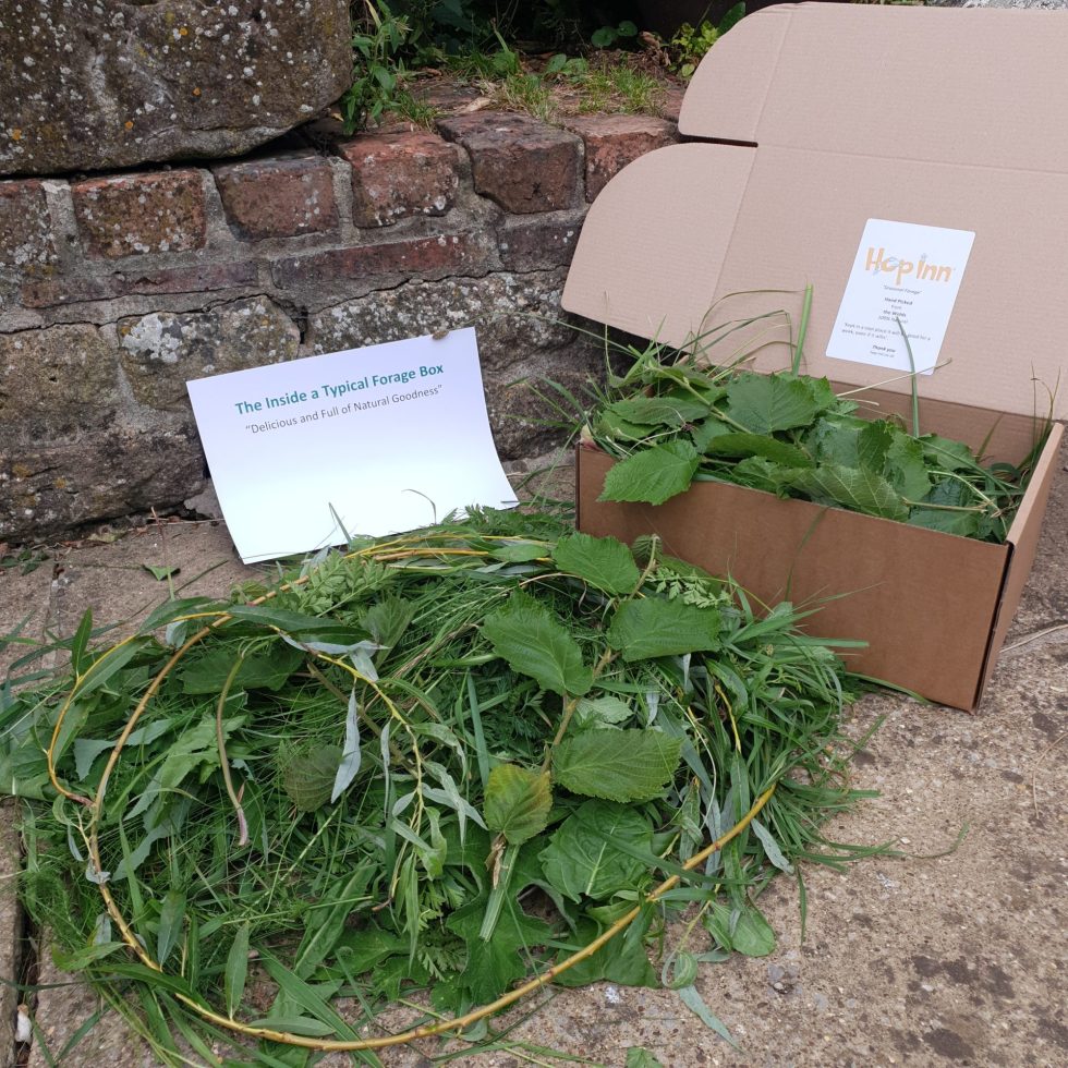 Fresh Forage for Rabbits and Guinea Pigs Picked, Packed and Delivered