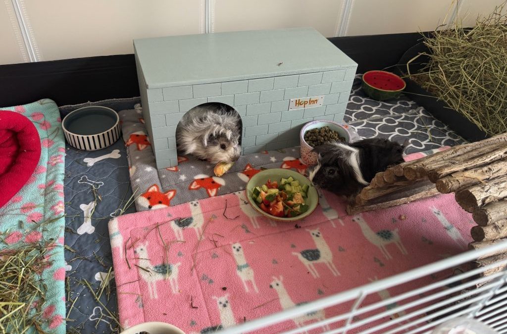 Why Guinea Pigs Need a Double Entrance Hidey House: It’s More Than Just a Toy