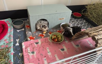 Why Guinea Pigs Need a Double Entrance Hidey House: It’s More Than Just a Toy
