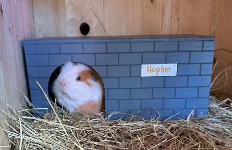 Guinea Pig Hidey House (Bricked) – Slate Grey