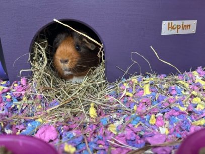 Guinea Pig Hidey House - Czar Plum