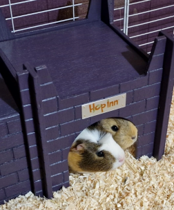 Guinea Pig Castle (Czar Plum) use together with any Hop Inn Guinea Hideaway House