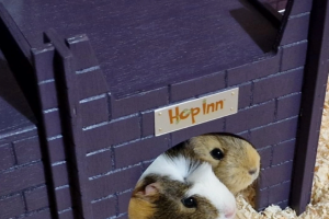 Guinea Pig Castle for Indoor or Outdoor Wooden Purple