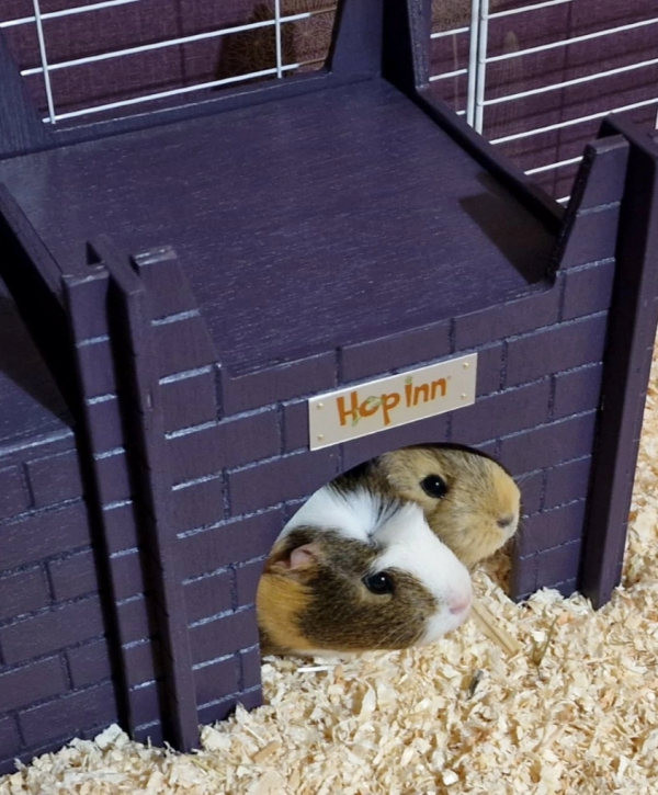 Guinea Pig Castle for Indoor or Outdoor Wooden Purple