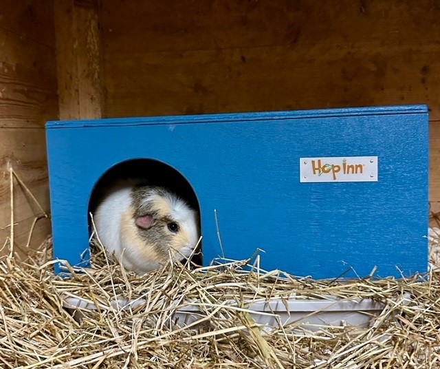 Guinea Pig Hidey House x 2 - Image 8