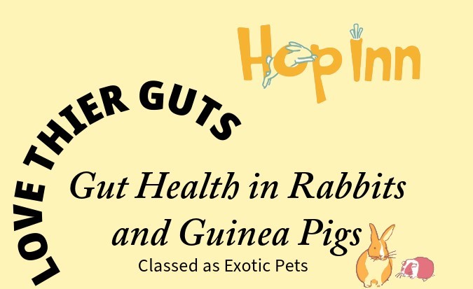Gut Health in Rabbits and Guinea Pigs and Savvy Vets in the UK