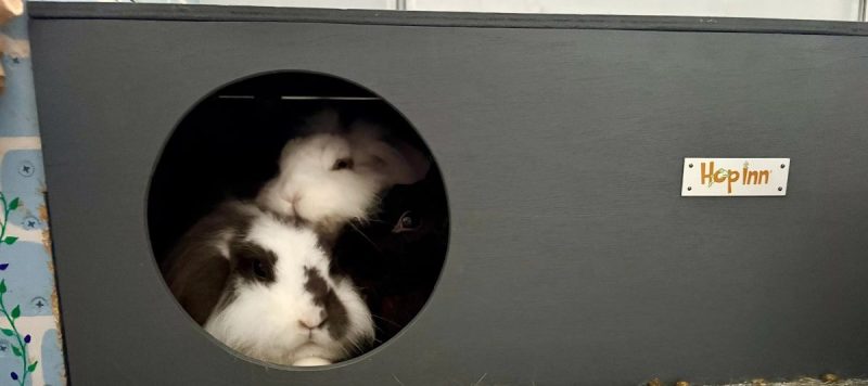 Hop Inn Rabbit Hideaway for Indoor or Outdoor