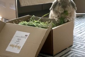 Freshly Picked Forage for Rabbits and Guinea Pigs