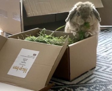 Rabbit and Guinea Pig Forage Freshly Picked (ON HOLD)