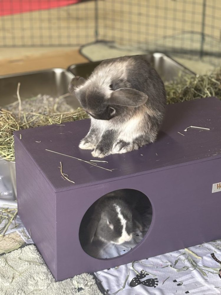 Image #2 from Lizzie