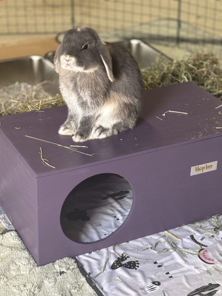 Image #1 from Lizzie