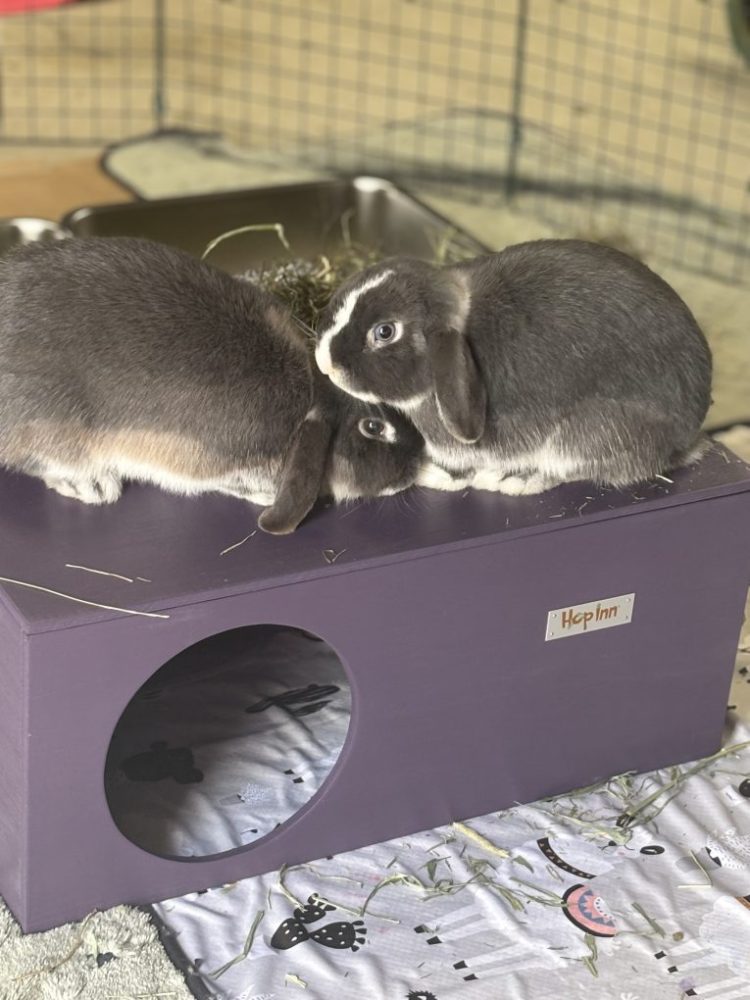 Image #3 from Lizzie