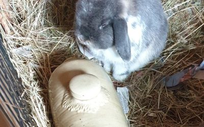How to Keep Rabbits and Guinea Pigs Cool in Summer: Essential Heatwave Tips