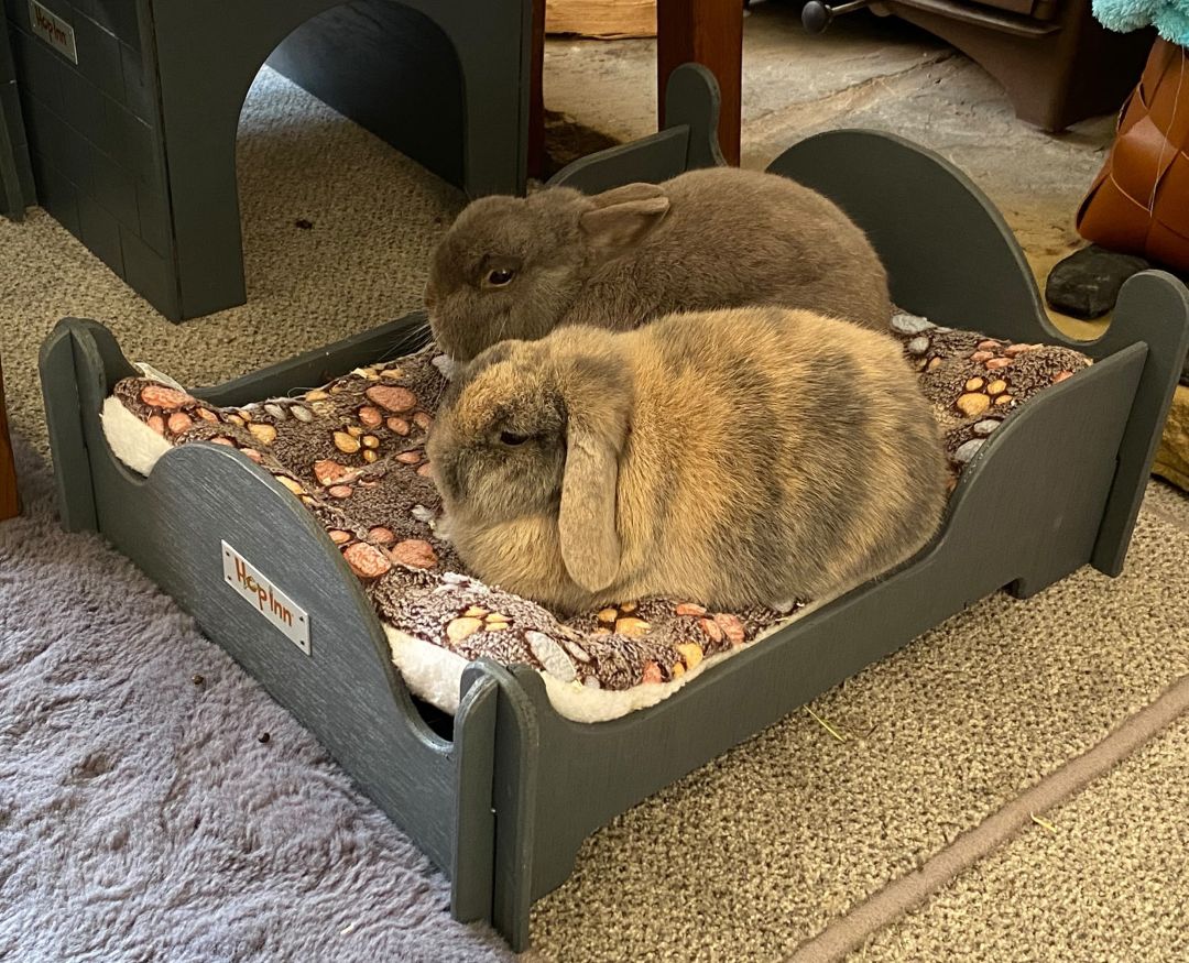 Rabbit and Guinea Pig Beds