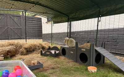Outdoor Pet Safety: Why Wooden Hideouts Beat Plastic Every Time!