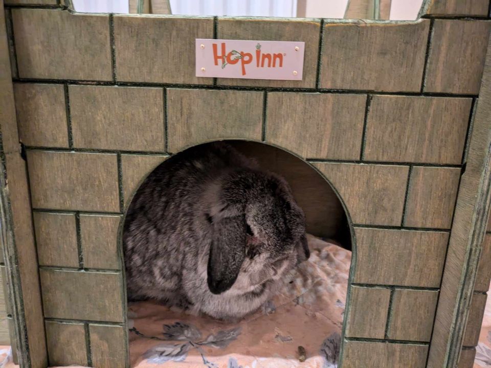 Rabbit Castle for Cats and Kittens too (Moss Green) - Image 2