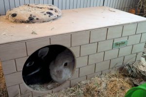 Rabbit Bricked Hideaway (Natural)