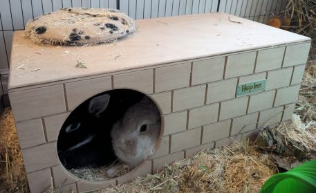 Rabbit Bricked Hideaway (Natural)