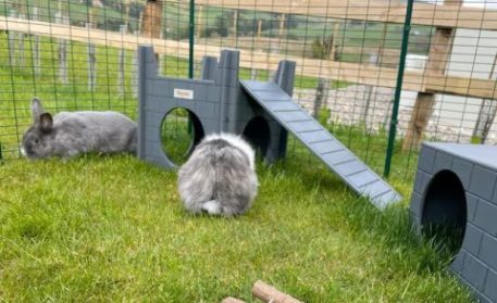 Rabbit Ramp for the Castle