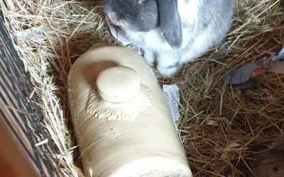 How to Keep Your Bunny Rabbits and Guinea Pigs Cool in the Summer