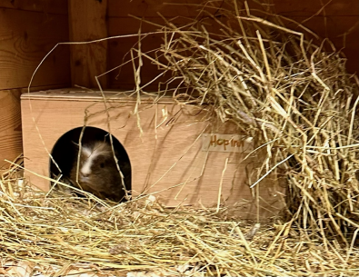Guinea Pig Hidey House - Natural